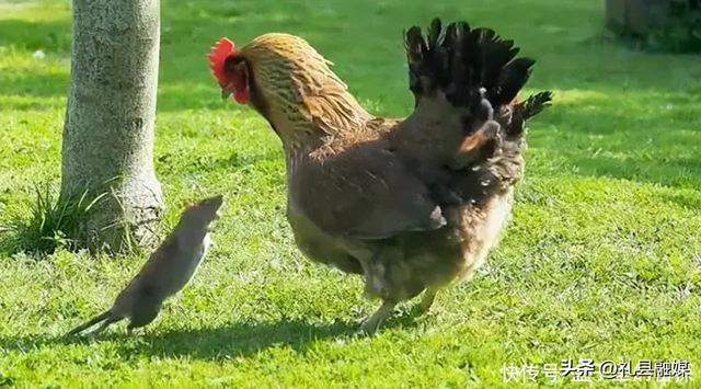 蜈蚣和蛇的毒哪个厉害，为什么身为五毒之一的蜈蚣