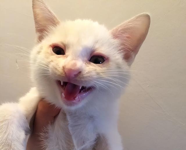 猫肠胃炎吃什么药，猫咪肠胃炎吃什么药好得快（急性肠胃炎与慢性肠胃炎的区别）