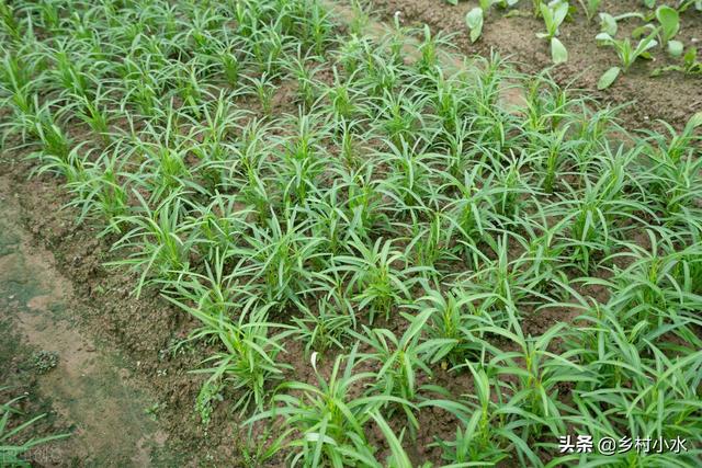 夏季种植蔬菜品种大全，夏季蔬菜品种（6种时令蔬菜可在入伏后放心种）