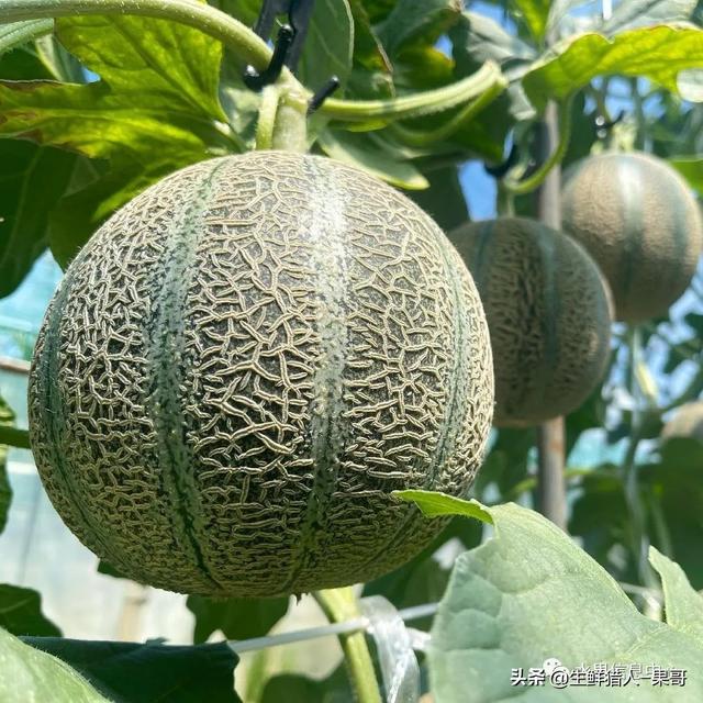 绿色的哈密瓜叫什么，绿色的哈密瓜叫什么名字（哈密瓜、蜜瓜、网纹瓜、香瓜、羊角蜜傻傻分不清）
