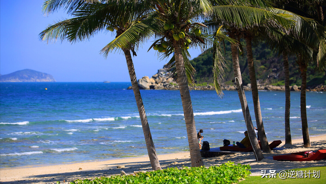 椰奶和椰汁有什么区别，椰汁和椰奶的区别（椰子水和椰奶究竟有何不同）