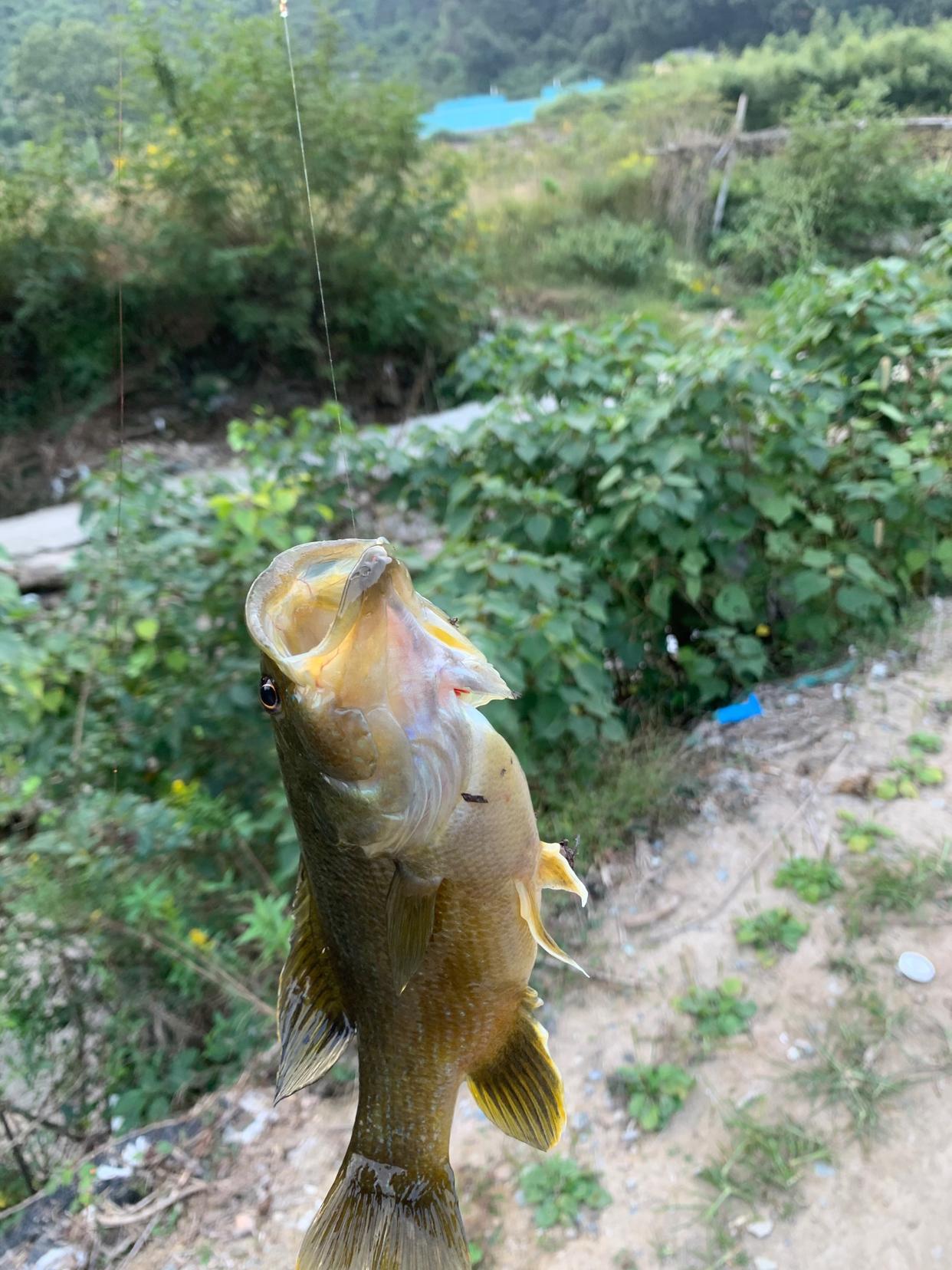 太阳鱼的食用禁忌，太阳鱼的功效与禁忌（浙江老乡家的池塘遭太阳鱼入侵）