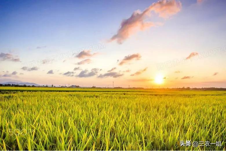 明日立秋几时几分，2020年哪天立秋几点几分立秋（老人说“今年是秋包伏、顺秋”）