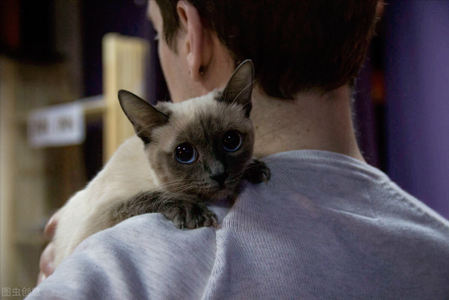 猫中之王是什么品种，十大最漂亮的猫（暹罗猫：堪称最忠诚的猫）