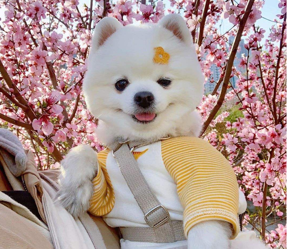 博美球形犬多少钱一只(为什么越来越多人养) - 价格百科