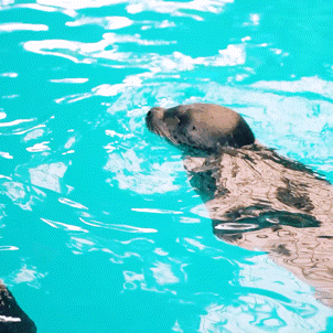 深圳世界之窗门票多少钱一张，深圳世界之窗晚上门票多少（动物园\u0026世界之窗/欢乐海岸水秀）