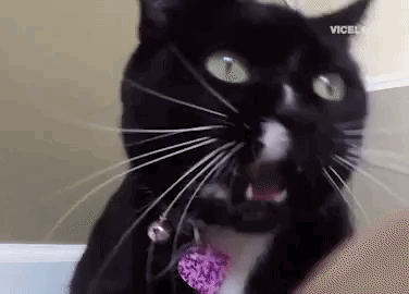 猫唇是什么唇形，猫唇是什么样子的（猫咪舔嘴就是嘴馋）