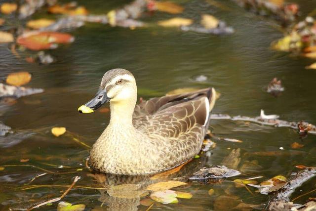 清明节要干什么，清明节一般都干些什么（农历7月15中元节）