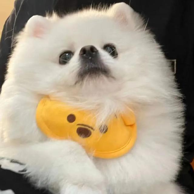 浪漫少女，微信头像，浪漫少女（微信头像：54张，女生头像）