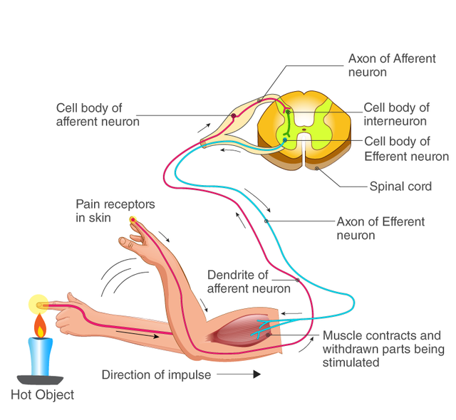 鱼的内脏解剖图，龙鱼内脏解剖图解（通体熟透、内脏掏空）