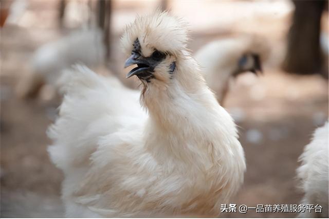 黑色的鸡是什么品种，黑色的鸡是什么鸡（最后一种集各种优势于一身）