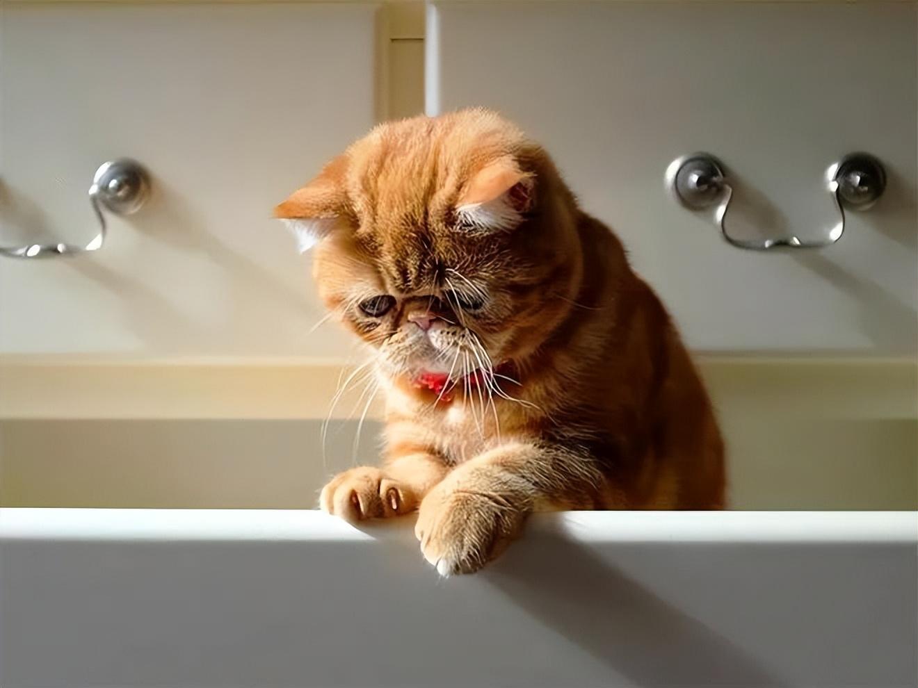 大型猫品种(中国十大禁养猫)