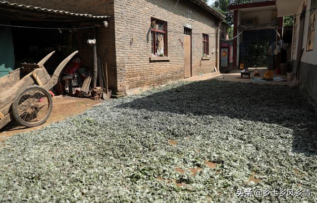 艾绒如何，艾绒如何使用（古法手工制作艾条、艾叶敷包）