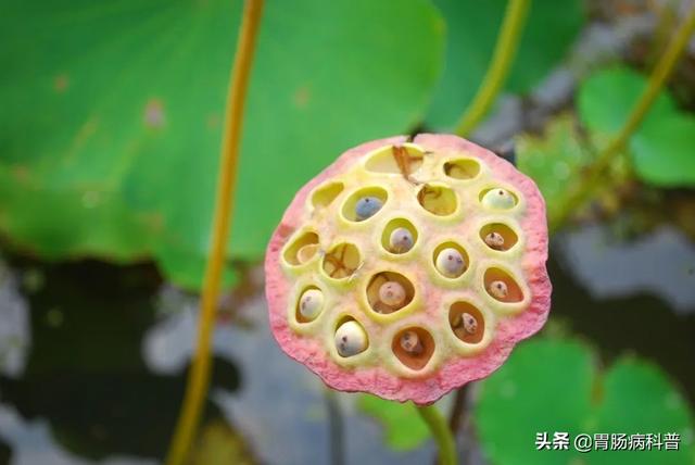 曼陀罗花的图片，曼陀罗花是什么（301味中药材的原植物彩色图谱）