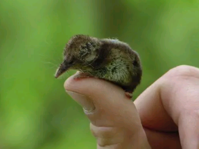 老鼠长什么样子，老鼠长什么样子(文字)（每分钟心脏能跳1200下）
