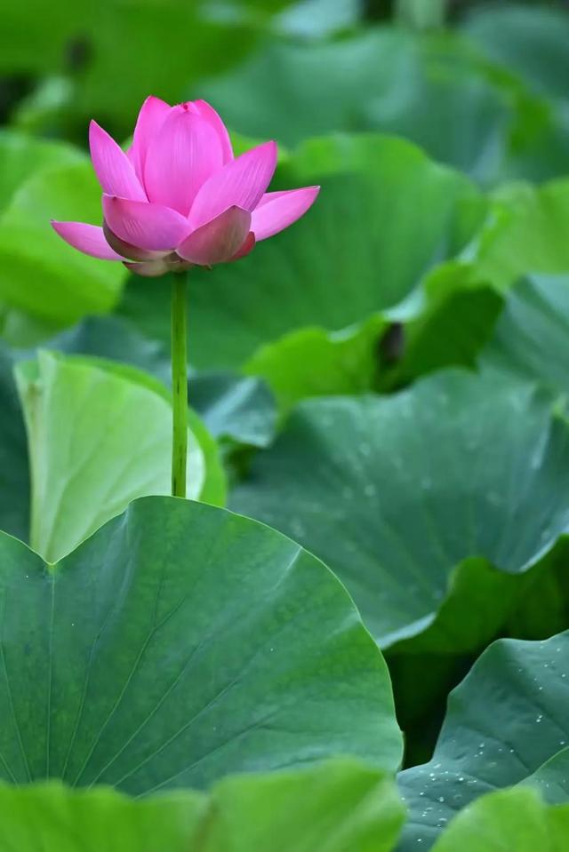 诗的音序是什么，诗的音序是什么音节是什么（什么样的诗才称得上好诗）