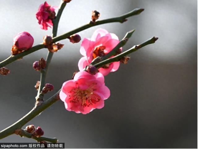 去北京明城墙遗址公园除了赏花，还能看到四九城往日模样