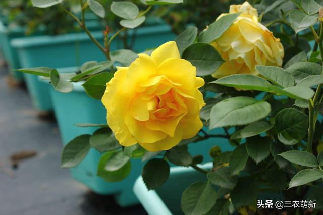 月季花的生长过程，月季从播种到发芽、长叶、开花的全过程（附带图片大全和种植方法）