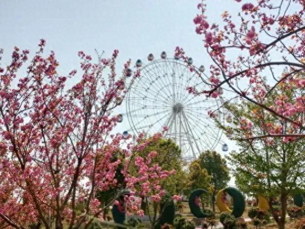 那些年，我去过的地方之盛世闻樱