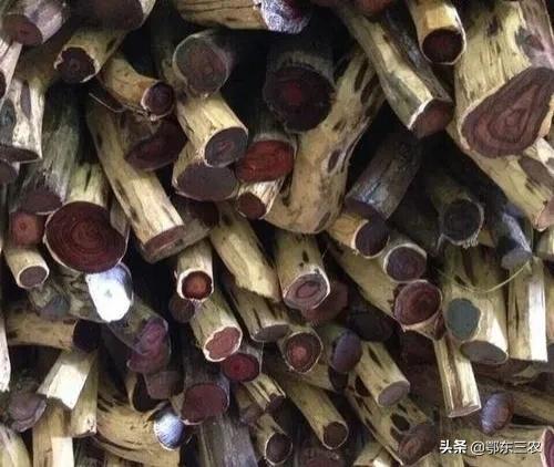海南黄花梨树图片，15年的黄花梨树真的能值几万元吗（黄花梨木10000多元一斤）