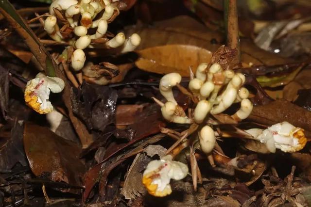 姜的种类和功效，姜的种类和功效和作用（12种姜科的辛香料）