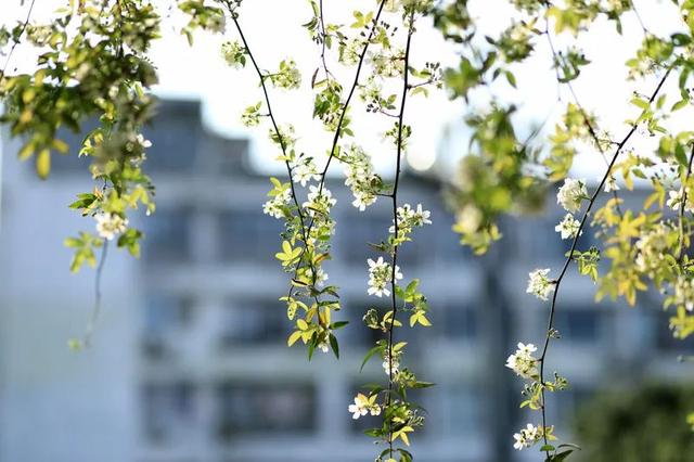 七叶子的功效与作用，菊三七叶子的功效与作用（春到嘉州 ， 蔷薇花开七里香）