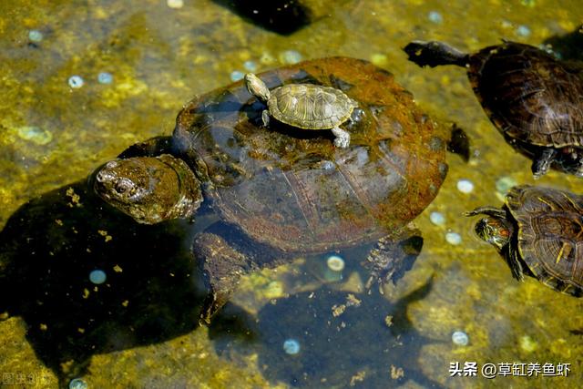 北美小鳄龟的饲养，北美小鳄龟的饲养方法视频（这4个细节要注意，别想当然）