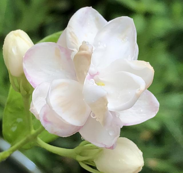 花，花好月圆人长久（72种鲜花欣赏图片）