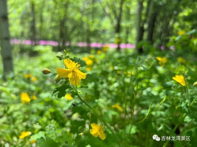 盛夏将至，吊水壶伴你清凉一夏
