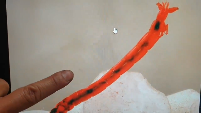 红虫是什么的幼虫，红虫是什么（臭水沟“红虫子”居然百元1斤）