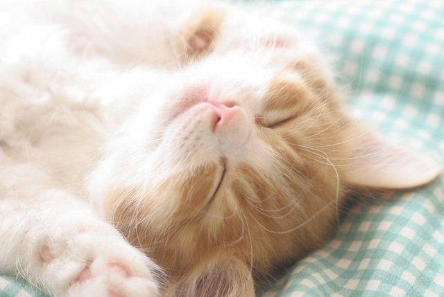 家里养猫要怎么养应该注意什么，如果家里养猫应该注意什么（新手养猫要注意什么）