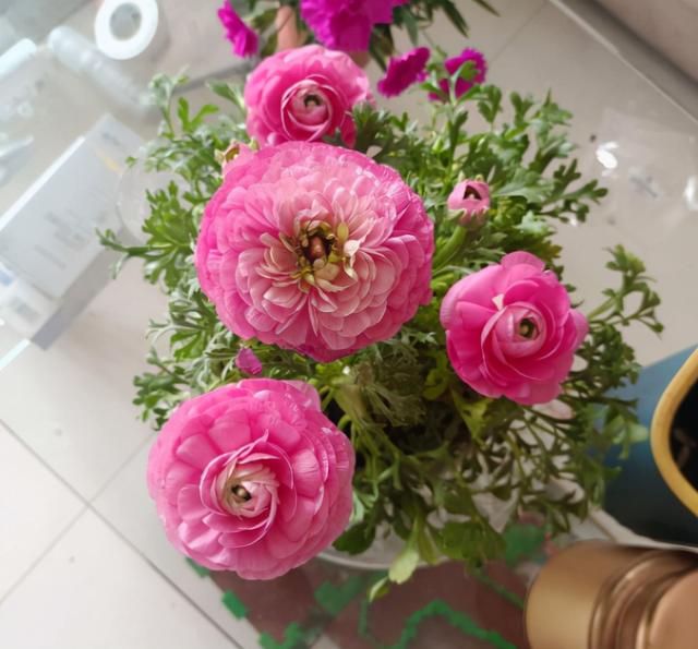 花毛茛如何种植，花毛茛怎么种（比月季还好看、好养）