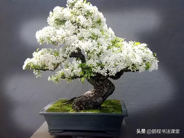 8种天然盆景大全，18个·高颜值盆景，太惊艳了