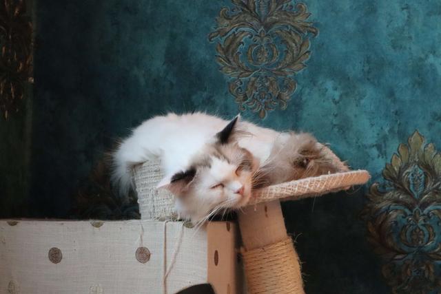 中国人为什么很少养缅因猫，为什么说缅因猫是你买的起而养不起猫（不建议你去饲养缅因猫的几大忠告）