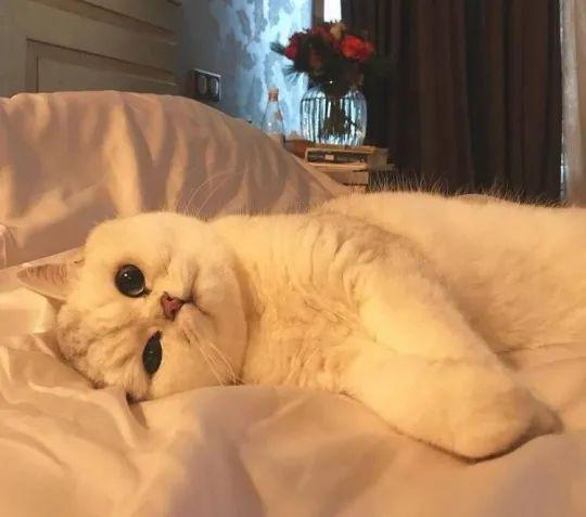 示爱是什么意思，示爱的表现是什么（别再用“喜欢”表白了）