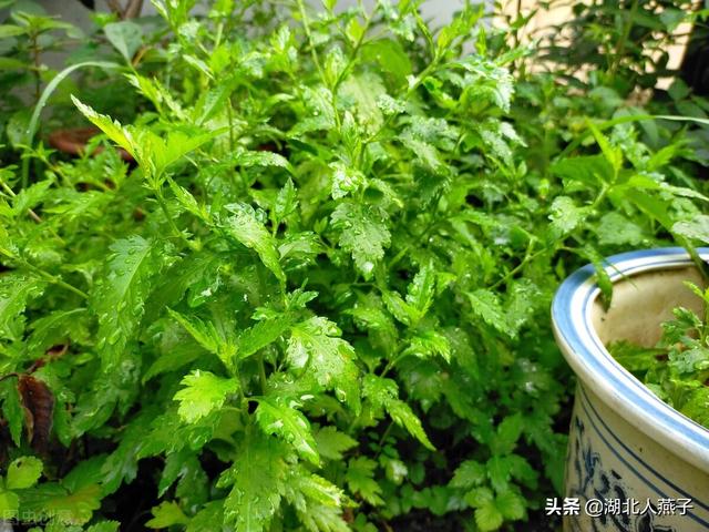 野菜的种类有哪些，野菜都有什么种类（教你认识不同的野菜和吃法）