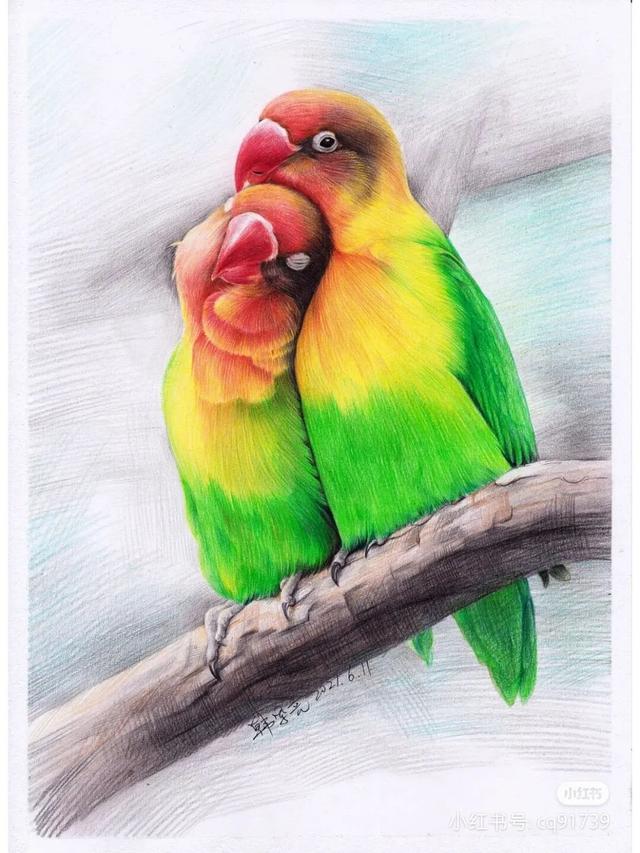 小鸟怎么画简单又好看，小鸟怎么画简单（彩铅绘画素材—身披彩翼）