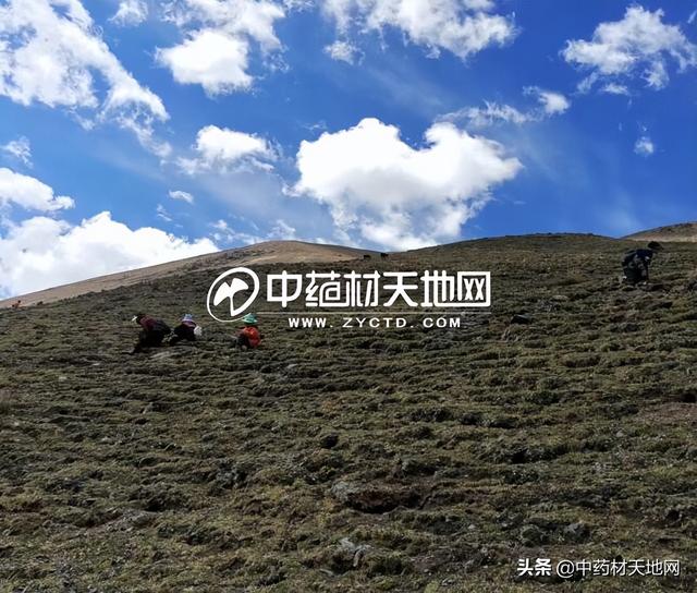 冬虫夏草1248，冬虫夏草烟盒里面1248啥意思（贵细单品：冬虫夏草产新中）