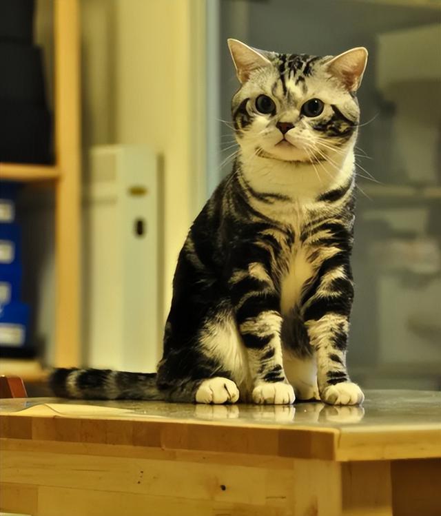 美短猫的优点与缺点，美短猫优点VS缺点