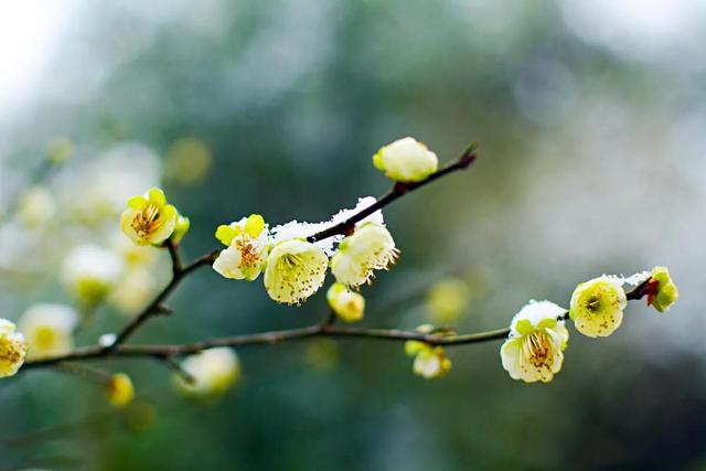 绿萼梅的花语和寓意，绿萼梅的花语和寓意和象征（绿梅～梅花中的佼佼者。因萼绿花白）