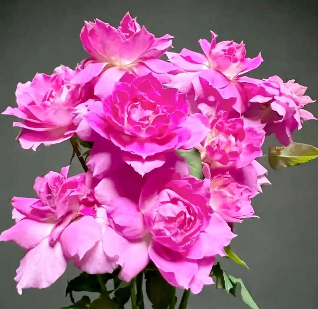 繁花似锦下一句是什么，一路繁花似锦下一句是什么（美醉你的心田）