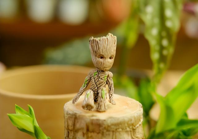 巴西木的养殖方法和注意事项，巴西木的养殖方法和注意事项是什么（家里养殖巴西木）