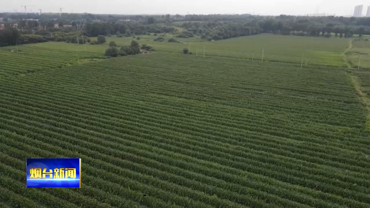 新型方法种植玉米，新型方法种植玉米种子（玉米大豆带状复合种植新技术助力“一田双收”）