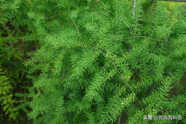 曼陀罗花的图片，曼陀罗花是什么（301味中药材的原植物彩色图谱）