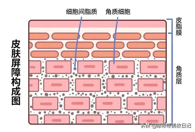 基础护肤的顺序，基础护肤的正确使用顺序（照着这个护肤公式来）