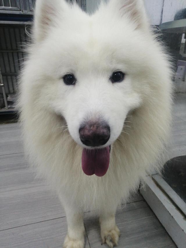 金毛狗多少钱，金毛犬的价格（一只宠物狗狗一生要花多少钱）