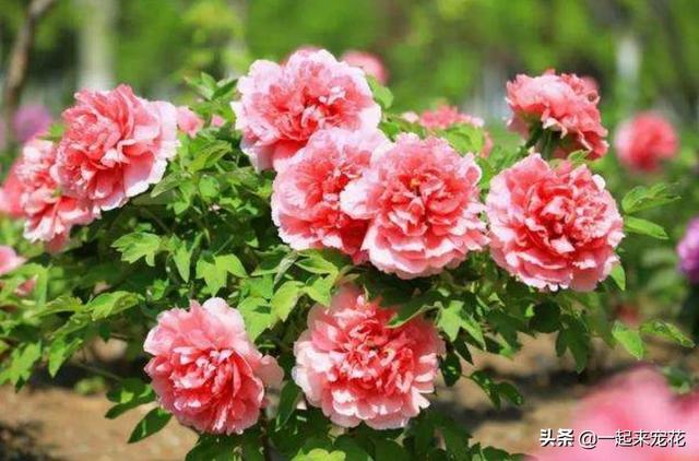 长寿花的形态特征和生长环境详情介绍，长寿花的生长特点（6种“长寿花”）