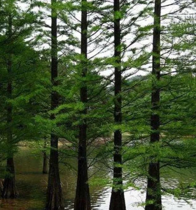 什么是植物，什么是植物染发（简单来认识植物）