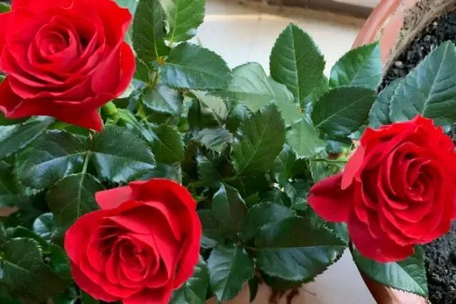 免打扰模式怎么设置，手机免打扰模式在哪里设置（手机免打扰模式开启）