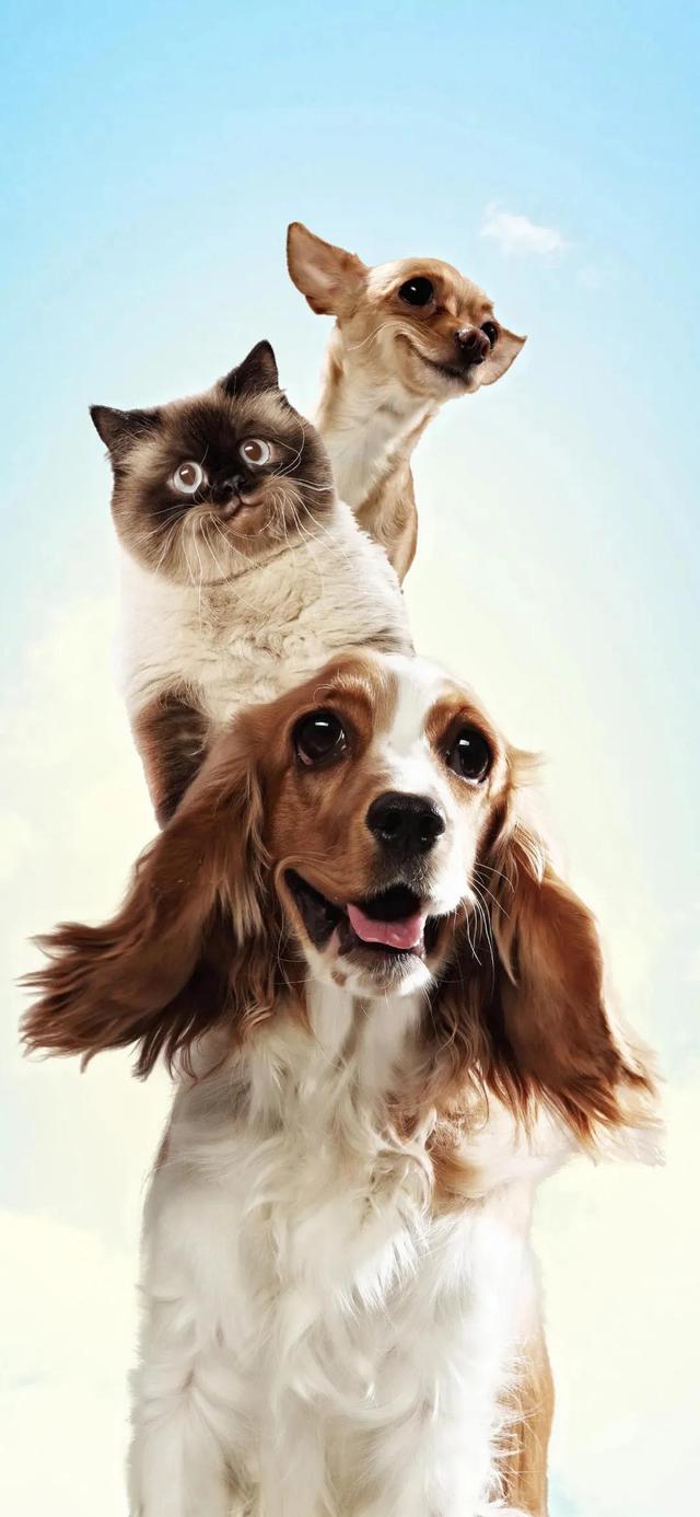 狗狗图片大全大图,茶杯犬图片(茶杯犬图片)